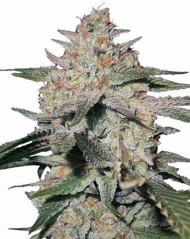 Northern Lights - Platinum Seeds