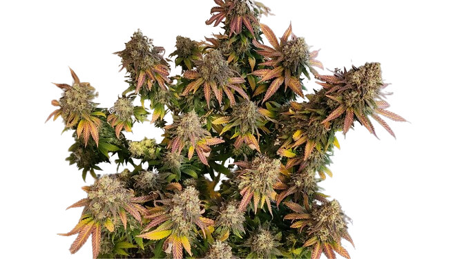 Two Hookers & An 8-Ball - Platinum Seeds