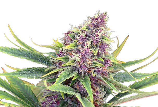Purple Kush Autoflower - Platinum Seeds