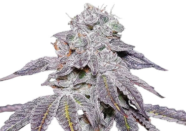 Kush Mintz - Platinum Seeds