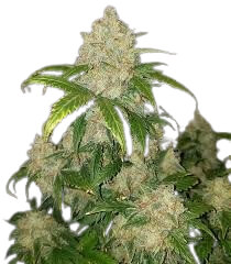 Zkittlez - Platinum Seeds