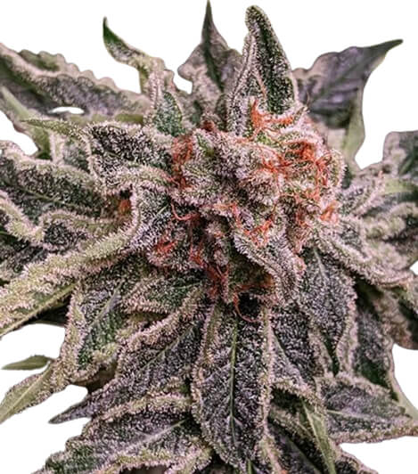Mendocino Purple Kush - Platinum Seeds