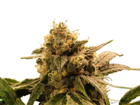 Super Glue - Platinum Seeds