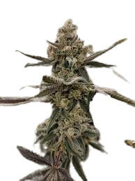 Gush Mints - Platinum Seeds