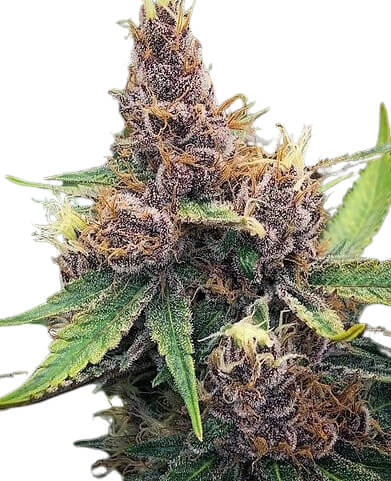 Purple Urkle - Platinum Seeds