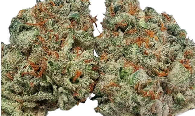Michigan Mindf*ck - Platinum Seeds