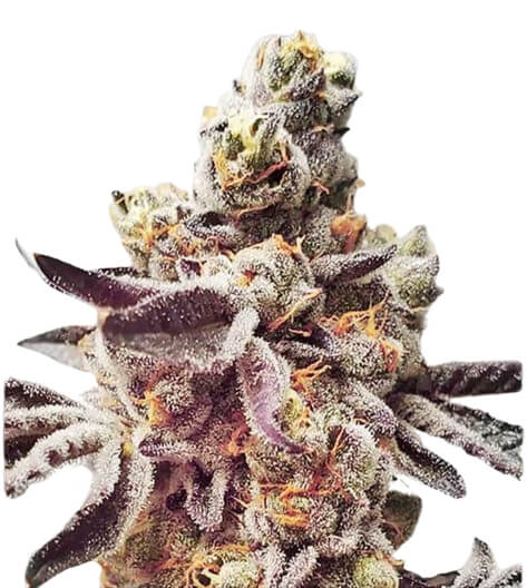 Purple Cookies - Platinum Seeds