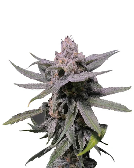 Forbidden Fruit - Platinum Seeds