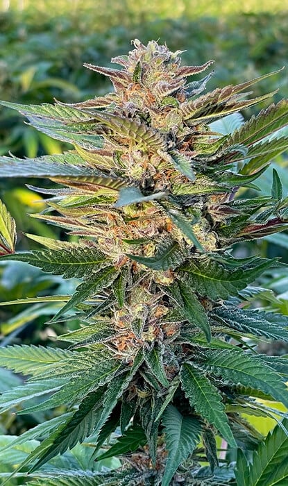 Gelato - Platinum Seeds