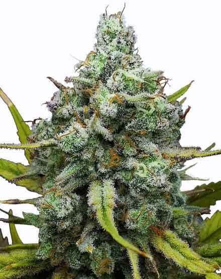London Pound Cake - Platinum Seeds