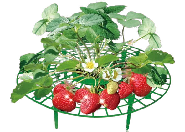 Garden Supports Fruit And Vegetable Gardening