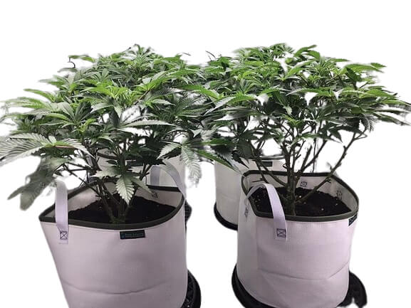 "Eclipse" Solar Shield Soil Protectors