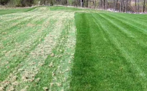 How Often Should You Dethatch Your Lawn
