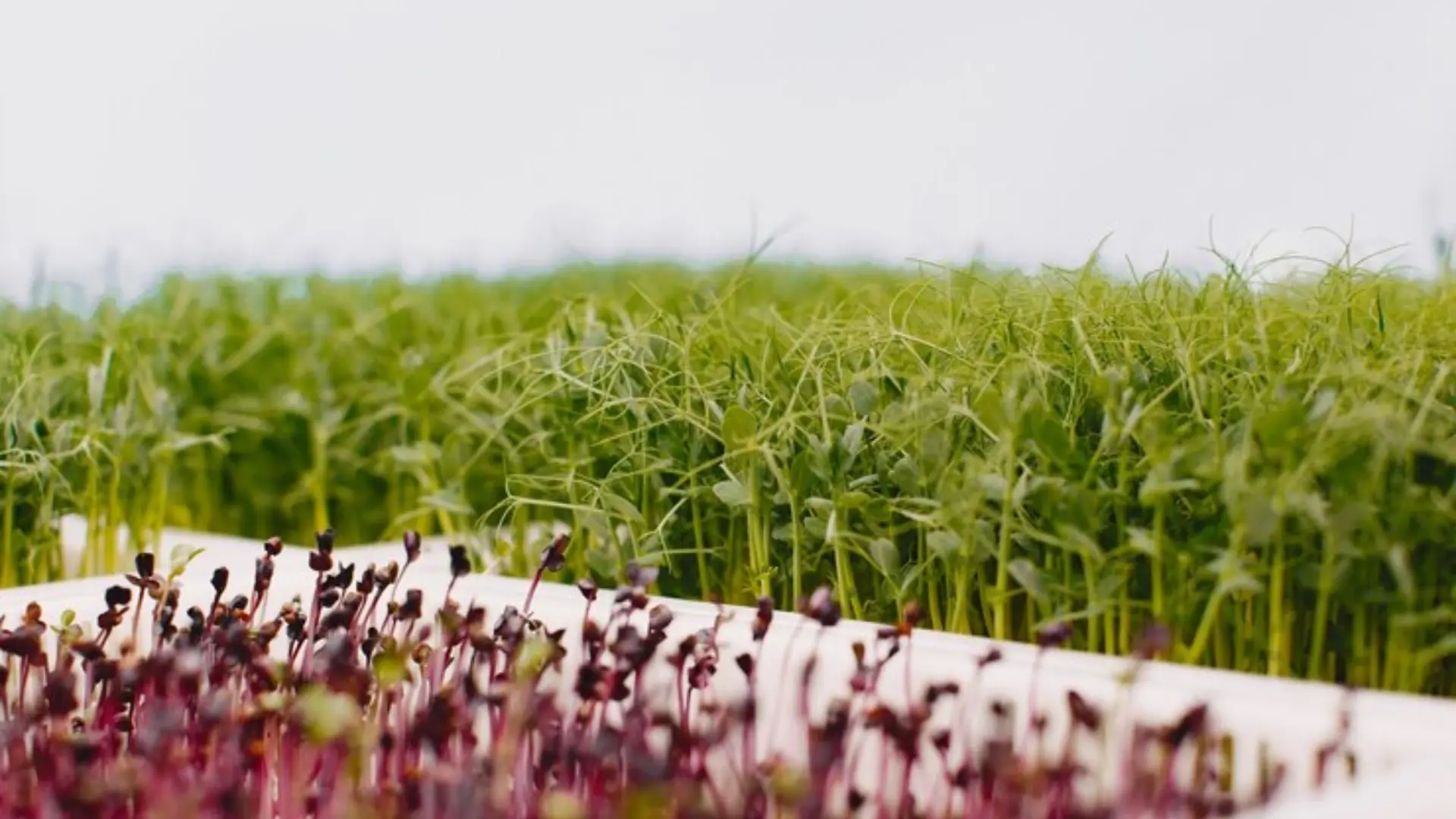 healthier environments for both plants and people