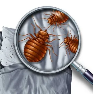A & A Termite Pest Control - Pest Control Services in Osborn, MO