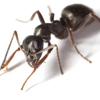A2Z Pest Control - Pest Control Services in Marianna, PA