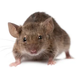 Advanced Pest Control Systems, Inc. logo