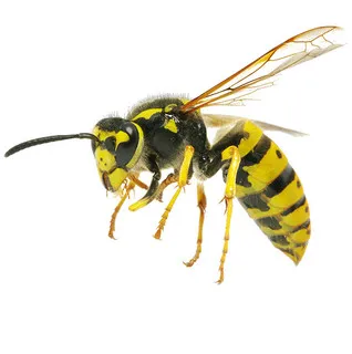 All Pest Services logo