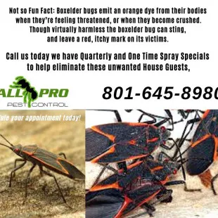 All PRO Pest Control logo