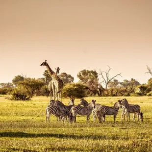Alpaca Wildlife Control Experts logo