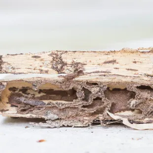 Athens Termite Removal Experts logo