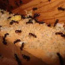 Barrett Pest & Termite Services logo