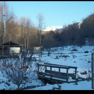 Bearclaw Holler logo