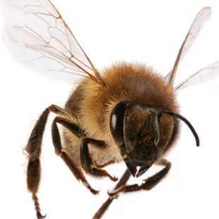 Bee Free logo