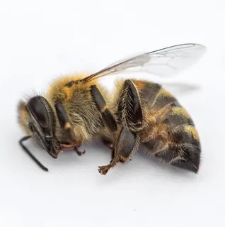Bee Guys Construction logo