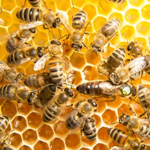 Bee Removal CA logo