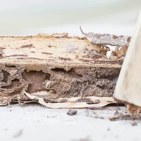 Beehive State Termite Experts logo