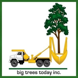 Big Trees Today logo