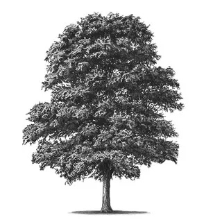 Black Locust Design Build logo