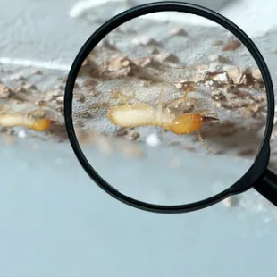 Buckeye State Termite Removal Experts logo