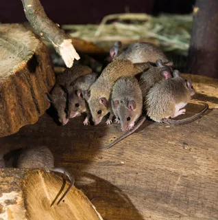 Bug Busters - Pest Control Services in Millwood, VA