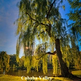 Cahaba Valley Landscaping Services LLC logo