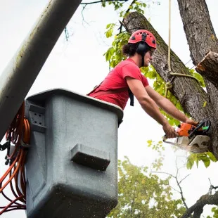 Chemics Tree Service logo