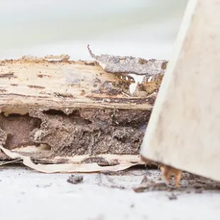 Cherry City Termite Removal Experts logo