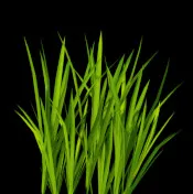 Fertile green Landscaping logo