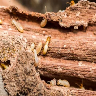 Forest Land Termite Removal Experts logo