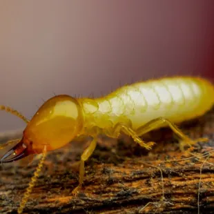 Golf Coast Termite Removal Experts logo