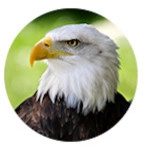 Green Eagle Grassing logo