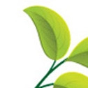 Hicks Nurseries logo