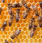 Homsafe Pest Control LLC - Pest Control Services in Lindstrom, MN