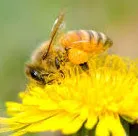 HoneyBee Removal Service logo