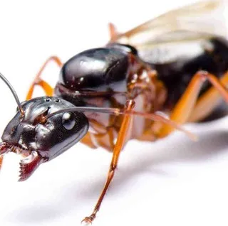 Jelco Pest Solutions logo