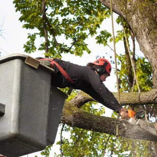 JoMo Tree Service logo