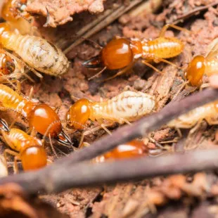 La Bey Termite Removal Experts - Pest Control Services in Sherwood, WI