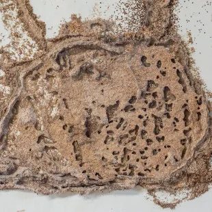 Last Frontier Termite Removal Experts logo