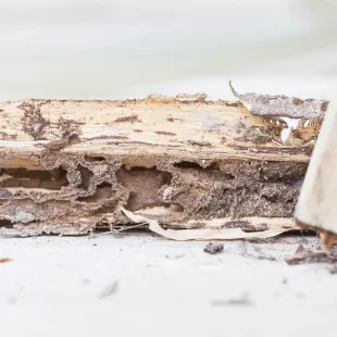 Mad Termite Experts logo